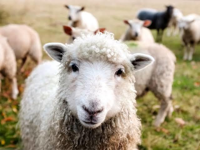 Kıvırcık saçlı erkekler kaç sıfır öndedir 🧑‍🦱?