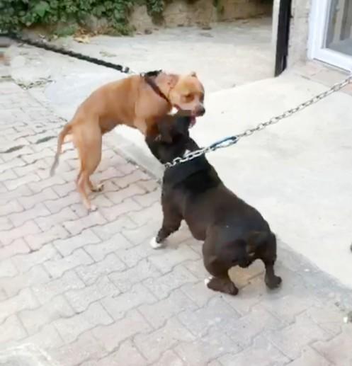 Hangi hayvanı besliyorsun veya beslemek isterdin?