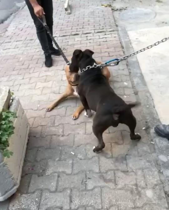 Hangi hayvanı besliyorsun veya beslemek isterdin?