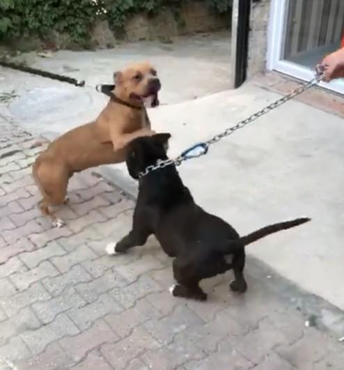 Hangi hayvanı besliyorsun veya beslemek isterdin?