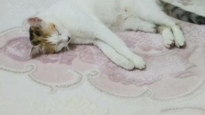 Kedi sahiplendim, bakım süreci nasıl olmalı?