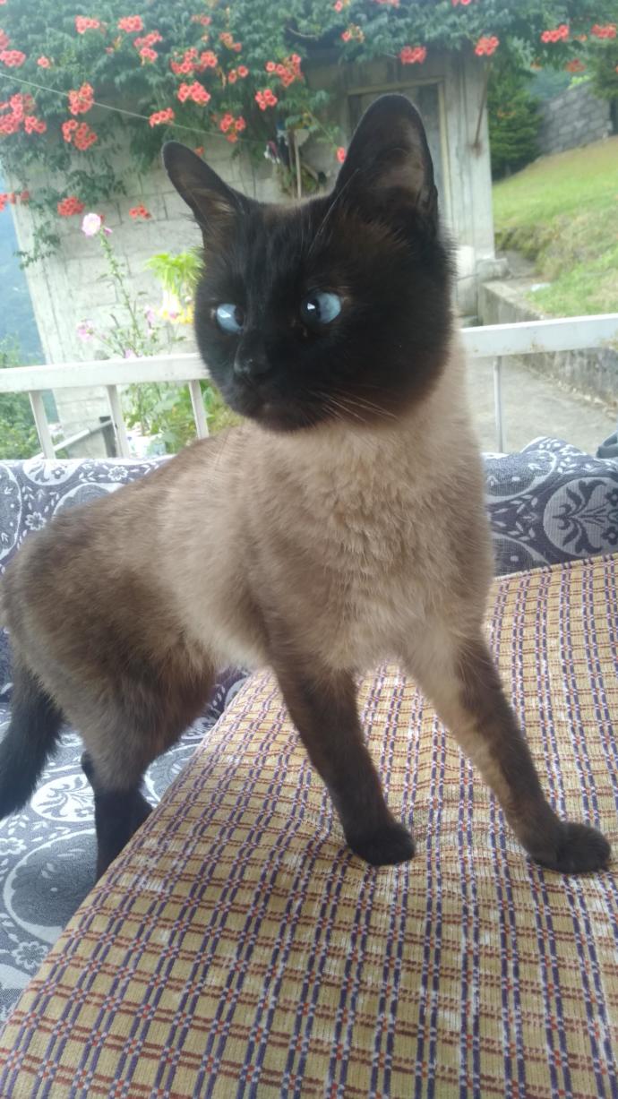 Onlar evin neşe kaynağı! Hangi evcil hayvanı besliyorsun?