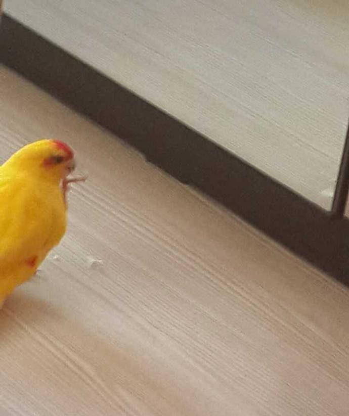 Onlar evin neşe kaynağı! Hangi evcil hayvanı besliyorsun?