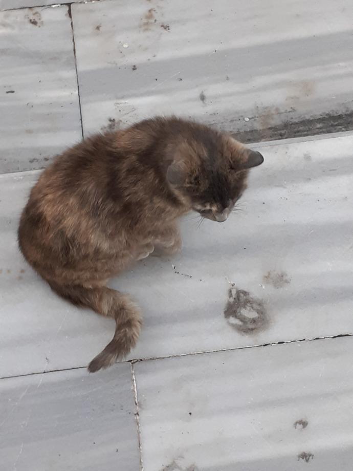 Bu kedi yaşlı mı yoksa hasta mı?