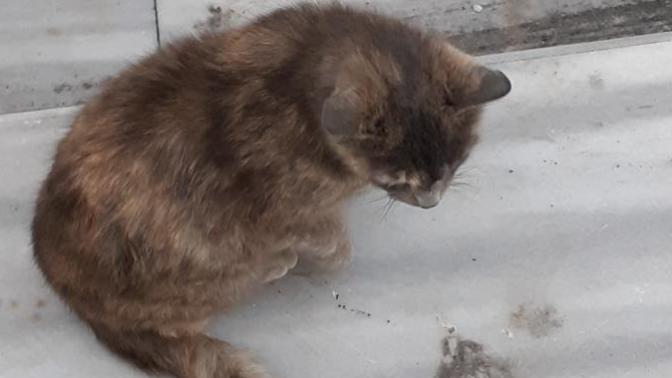 Bu kedi yaşlı mı yoksa hasta mı?