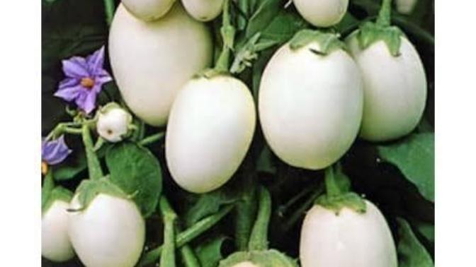 Beyaz patlican (yumurta çiçeği) tuketen var mi?