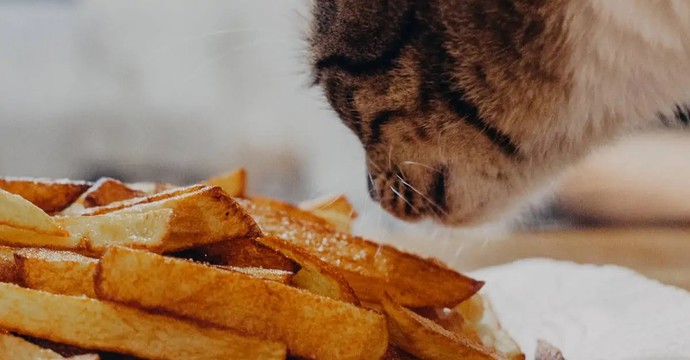 Kediye patates kızartması zararlı mı?