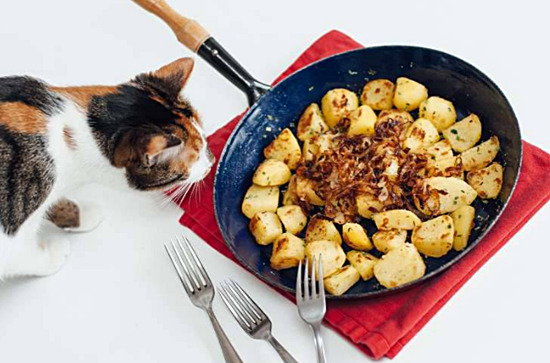 Kediye patates kızartması zararlı mı?