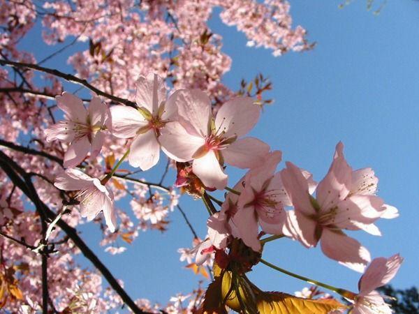 Kahverengi dallardan pembe &ccedil;i&ccedil;ekler a&ccedil;tığına g&ouml;re, &uuml;mitsizliğe gerek yok.