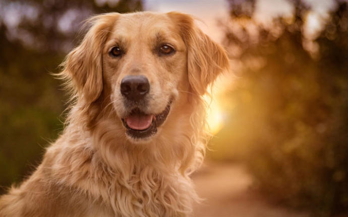 Evde beslenen köpekler sürekli havlayıp komşulardan şikayet getirir mi