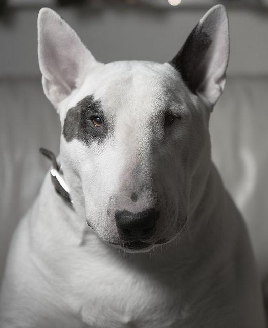 Bull Terrier cinsi köpekler hakkında bilgisi olan var mı?
