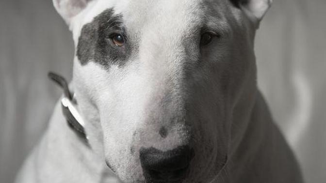 Bull Terrier cinsi köpekler hakkında bilgisi olan var mı?