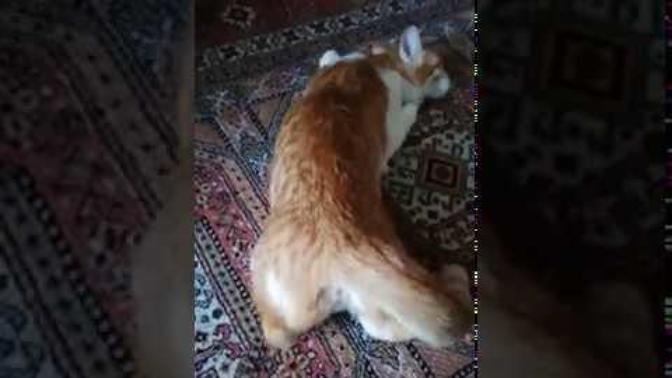 Kedilerin çiftleşmesi nasıl olur?