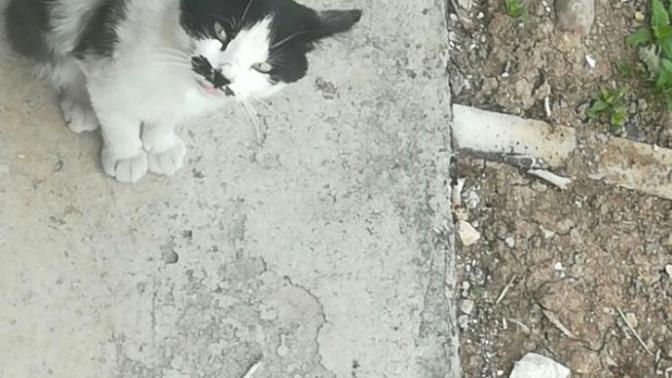Kedileri sever misiniz?