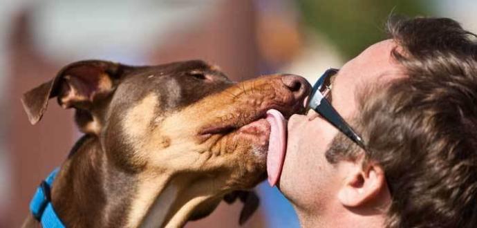 Köpeğim ben uyurken gelip açık olan ağzımı yaladı. Onun ağız sıvısının tadını dilimde hissederek uyandım. Orucum bozulmuş mudur?