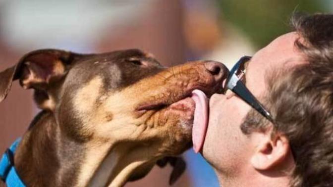 Köpeğim ben uyurken gelip açık olan ağzımı yaladı. Onun ağız sıvısının tadını dilimde hissederek uyandım. Orucum bozulmuş mudur?