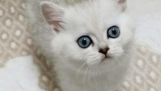 Kedi sahiplenmek istiyorum, nereden bulabilirim, barınaklarda yavru kedi olur mu?