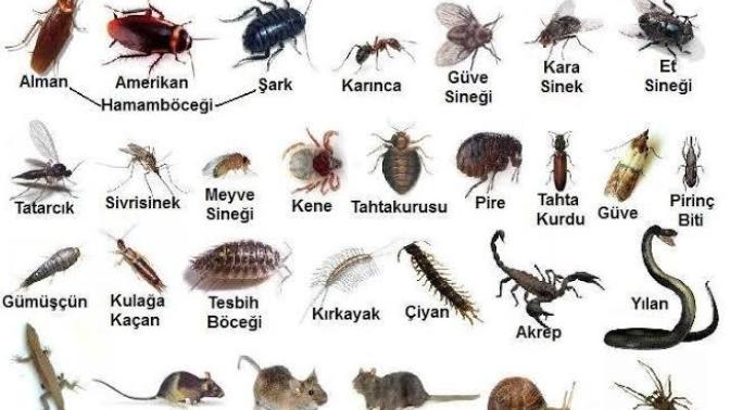 Evdeki hamamböceğini öldürmek günah mıdır?