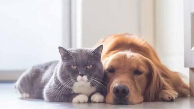 Kedi mi yoksa köpek mi?