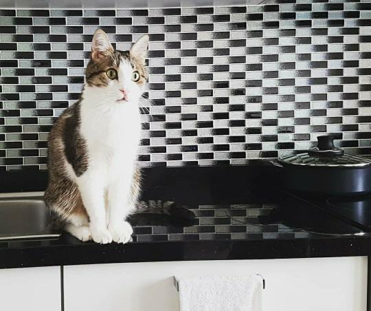 Bir kedi sahibi olmak nasıl bir duygu?