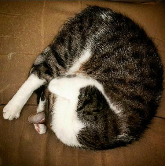 Bir kedi sahibi olmak nasıl bir duygu?