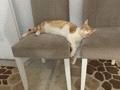 Bir kedi sahibi olmak nasıl bir duygu?