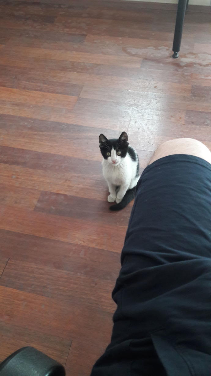 Kedi sevenler burada mı?