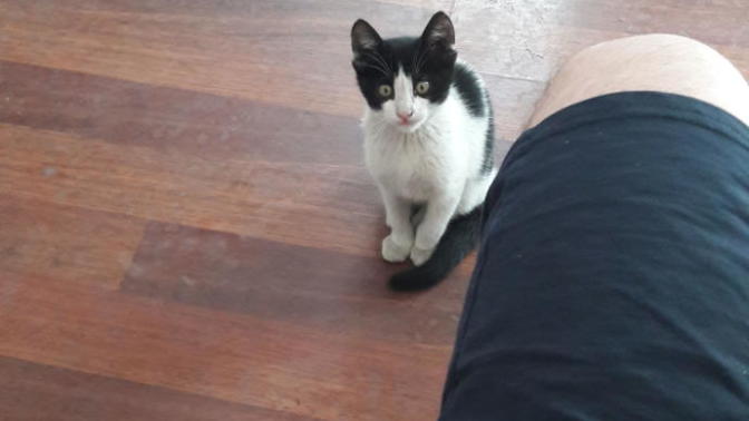 Kedi sevenler burada mı?