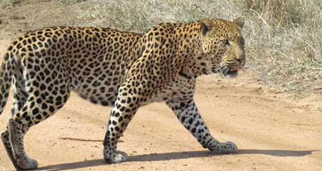 Safkan sivas kangalı vs Yetişkin erkek aslan?