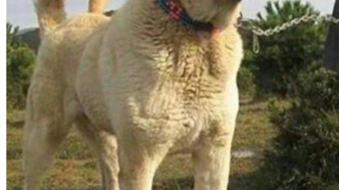 Safkan sivas kangalı vs Yetişkin erkek aslan?