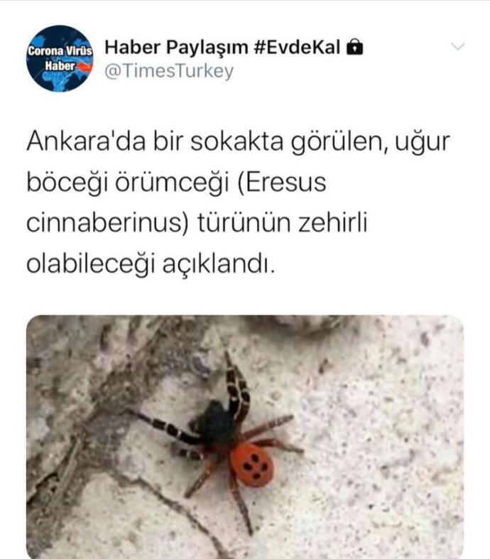 Eresus Cinnaberinus örümceği
