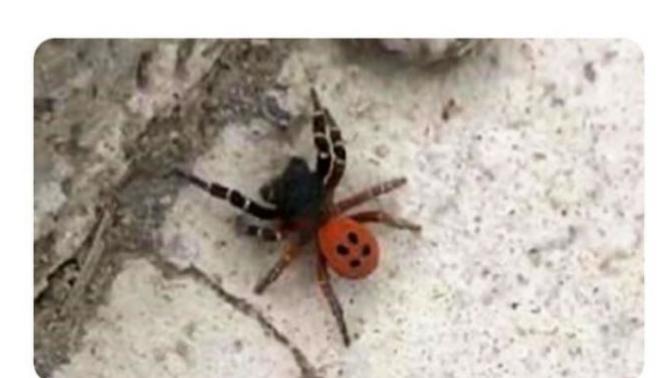 Böcek istilası?