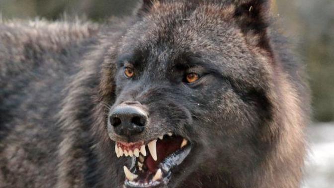 Bozkurt vs safkan Sivas Kangalı?