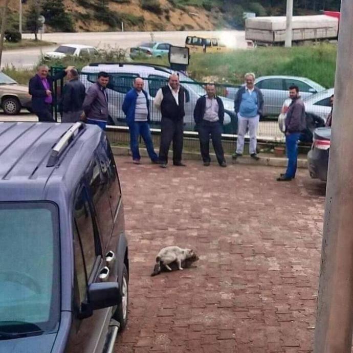 kedileri izleyen dayilar