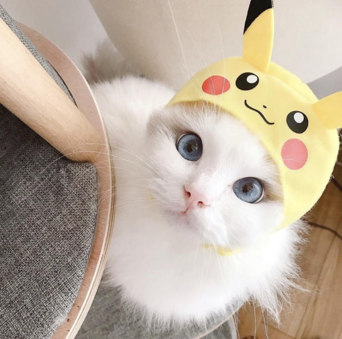 Galerinizden bana kedi fotosu atar mısınız?