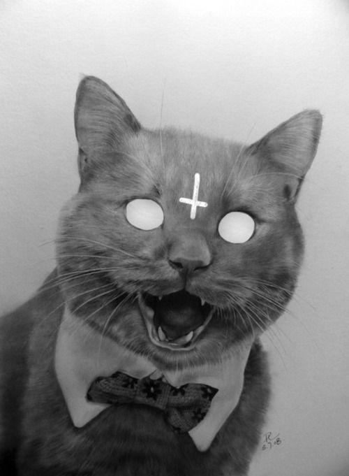 Galerinizden bana kedi fotosu atar mısınız?