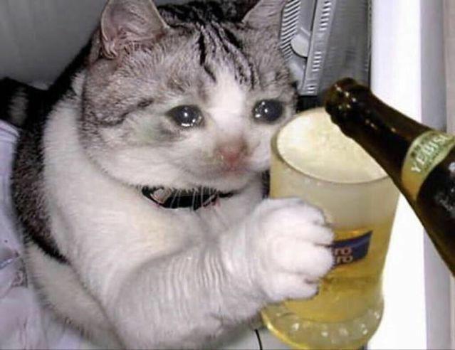 Galerinizden bana kedi fotosu atar mısınız?