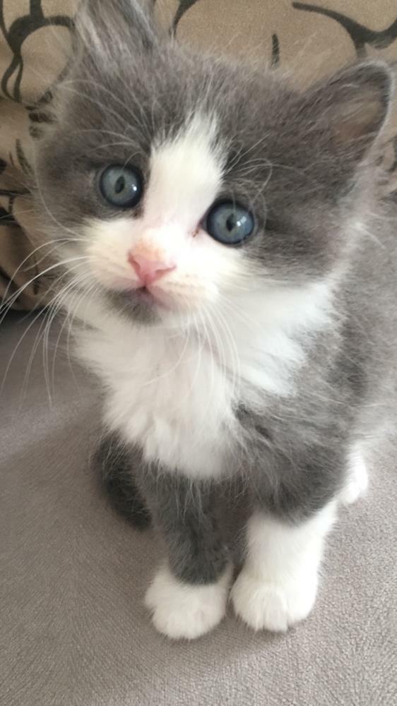 Galerinizden bana kedi fotosu atar mısınız?