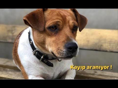 Galerinizden bana kedi fotosu atar mısınız?