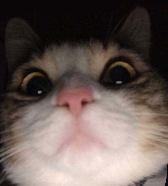 Galerinizden bana kedi fotosu atar mısınız?