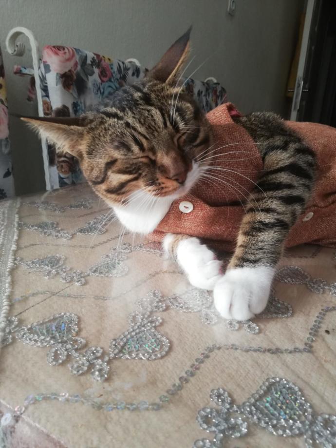 Galerinizden bana kedi fotosu atar mısınız?