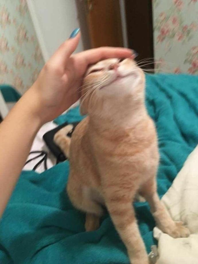 Galerinizden bana kedi fotosu atar mısınız?