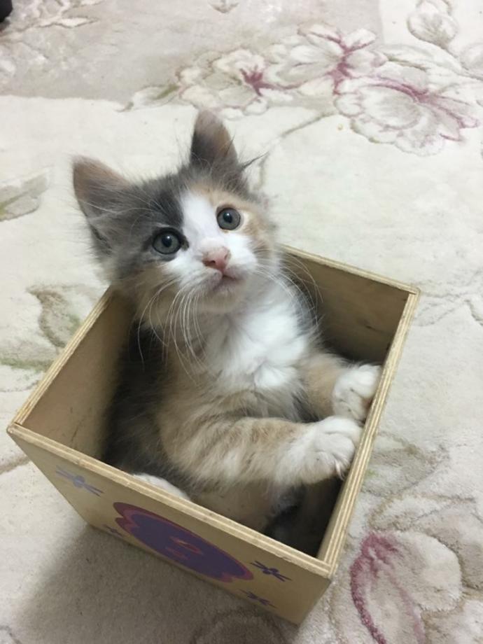 Galerinizden bana kedi fotosu atar mısınız?