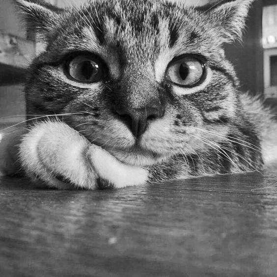 Galerinizden bana kedi fotosu atar mısınız?