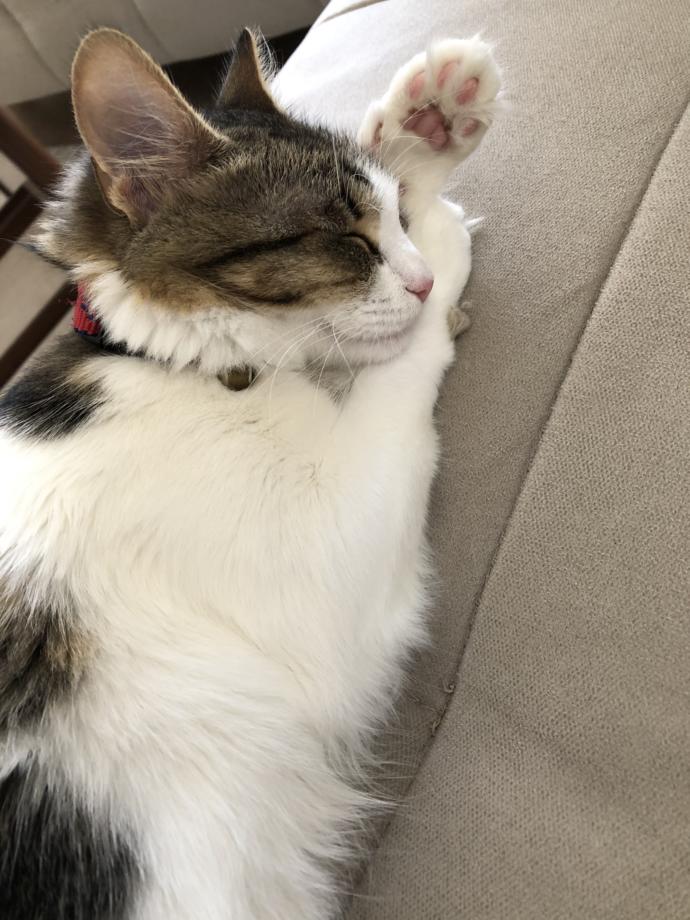 Galerinizden bana kedi fotosu atar mısınız?