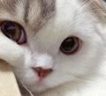 Galerinizden bana kedi fotosu atar mısınız?
