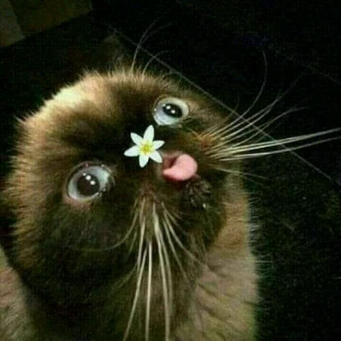 Galerinizden bana kedi fotosu atar mısınız?
