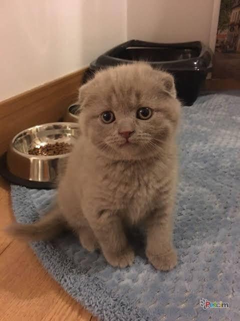 Galerinizden bana kedi fotosu atar mısınız?