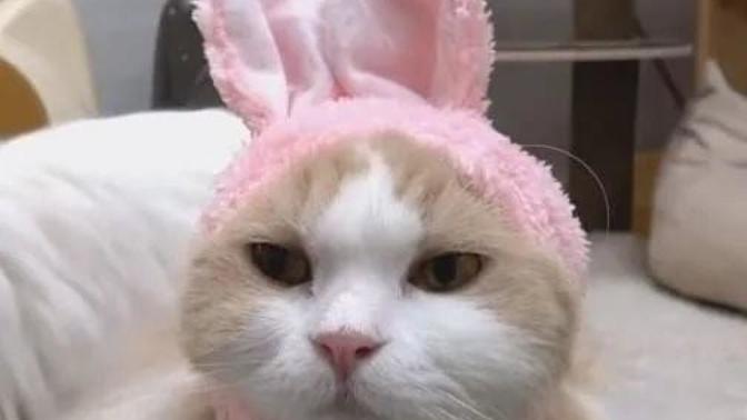 Galerinizden bana kedi fotosu atar mısınız?