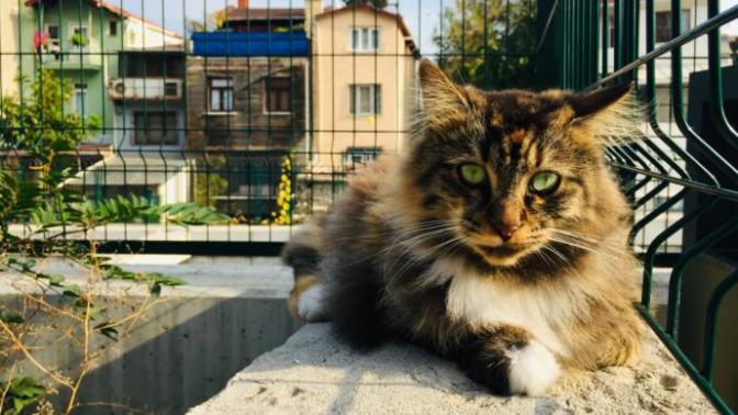 Fotoğraf çekmeyi sever misiniz? Amatör fotoğrafçılık hakkında ne düşünüyorsunuz?